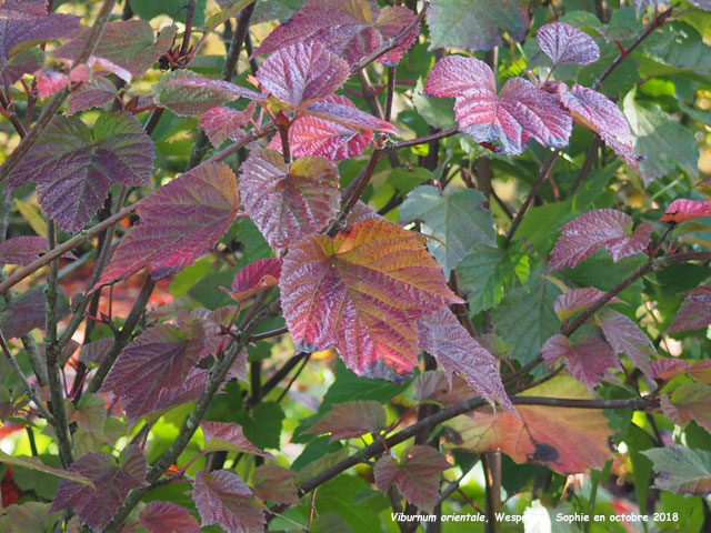 Viburnum orientale