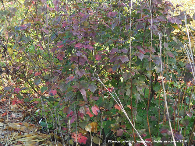 Viburnum orientale