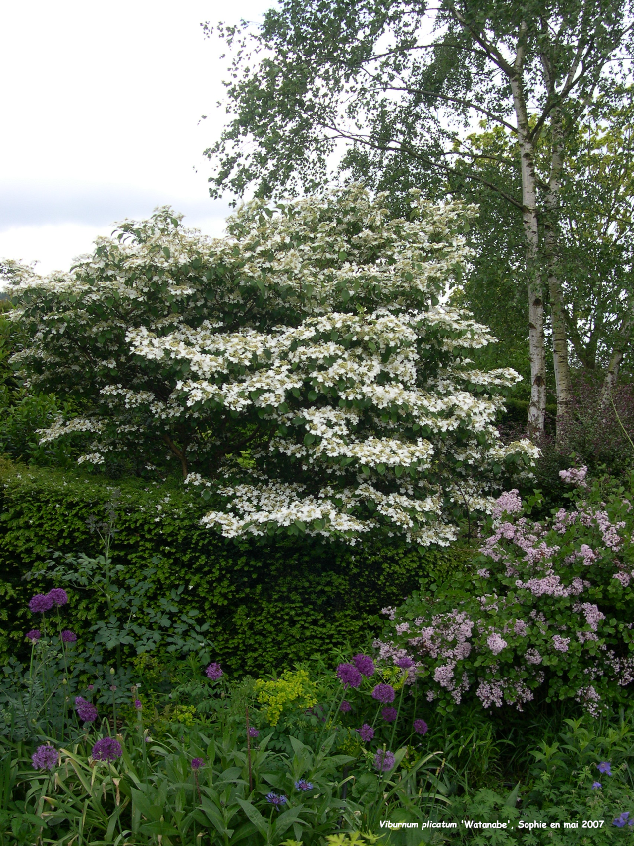 Viburnum plicatum 'Watanabe'