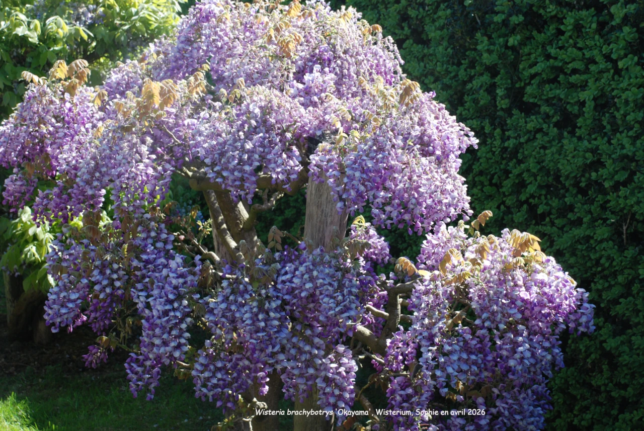Wisteria brachybotrys 'Okayama'