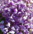 Wisteria brachybotrys 'Okayama'