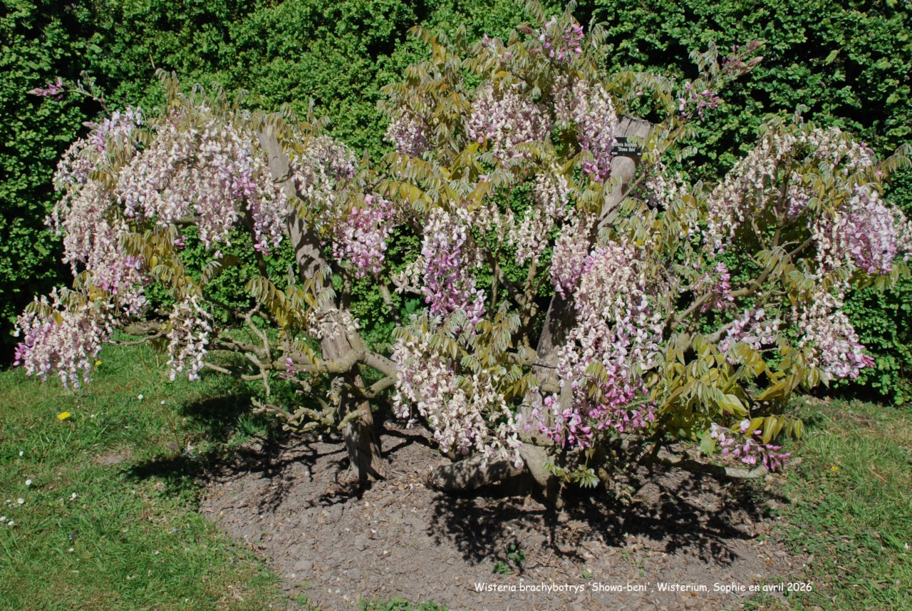 Wisteria brachybotrys 'Showa-beni'