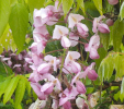Wisteria bracybotrys 'Showa-beni'