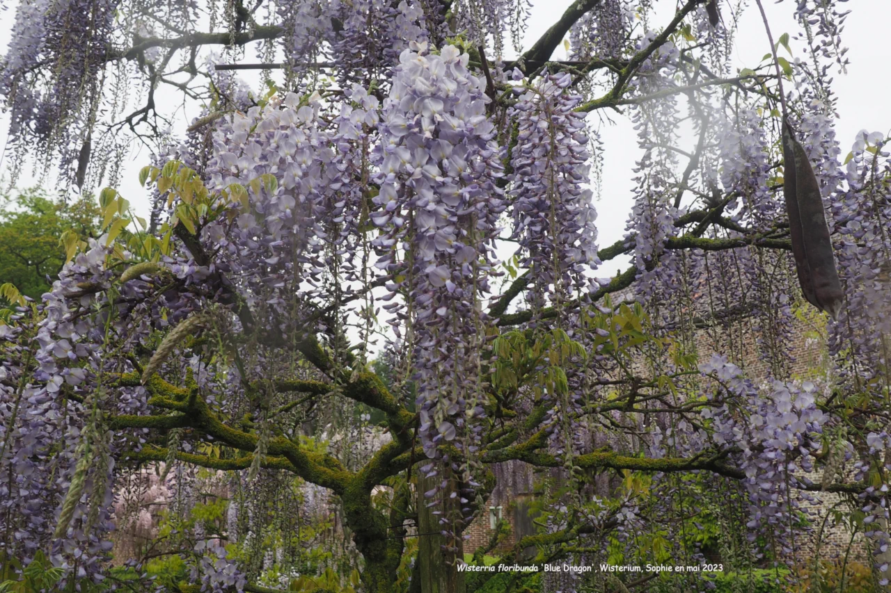 Wisteria floribunda 'Blue Dream'
