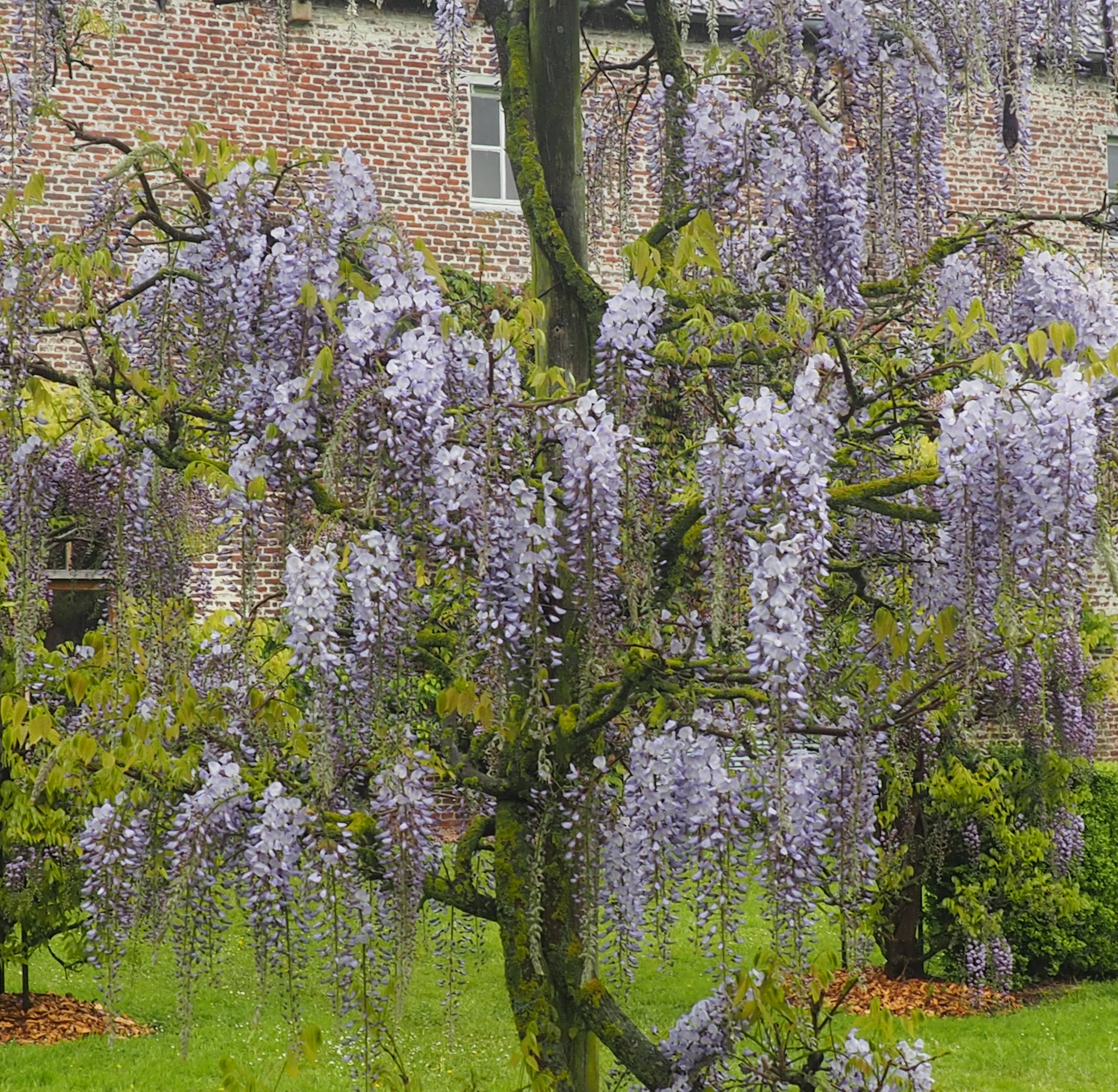 Wisteria floribunda 'Blue Dream'
