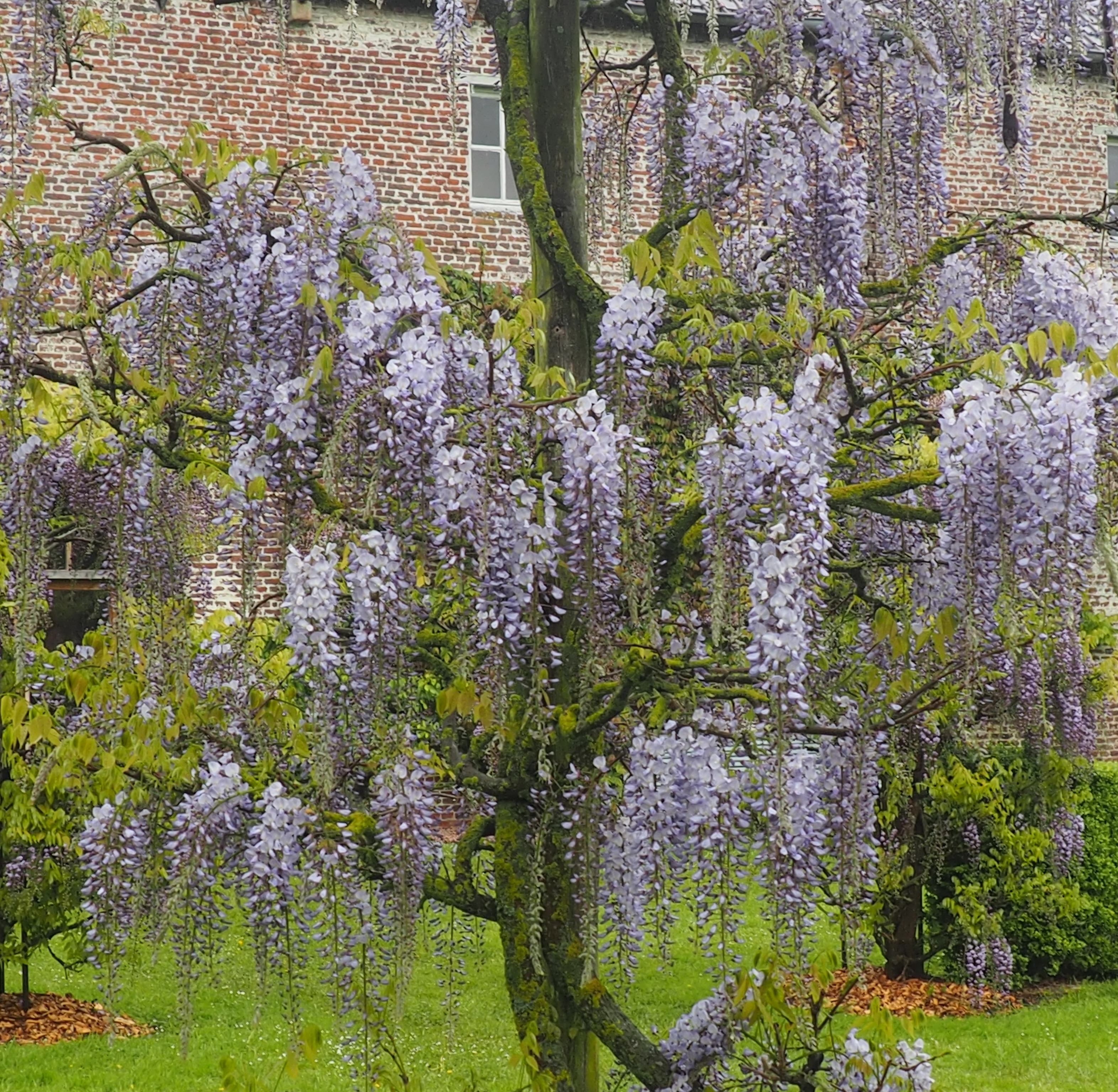 Wisteria floribunda 'Blue Dream'