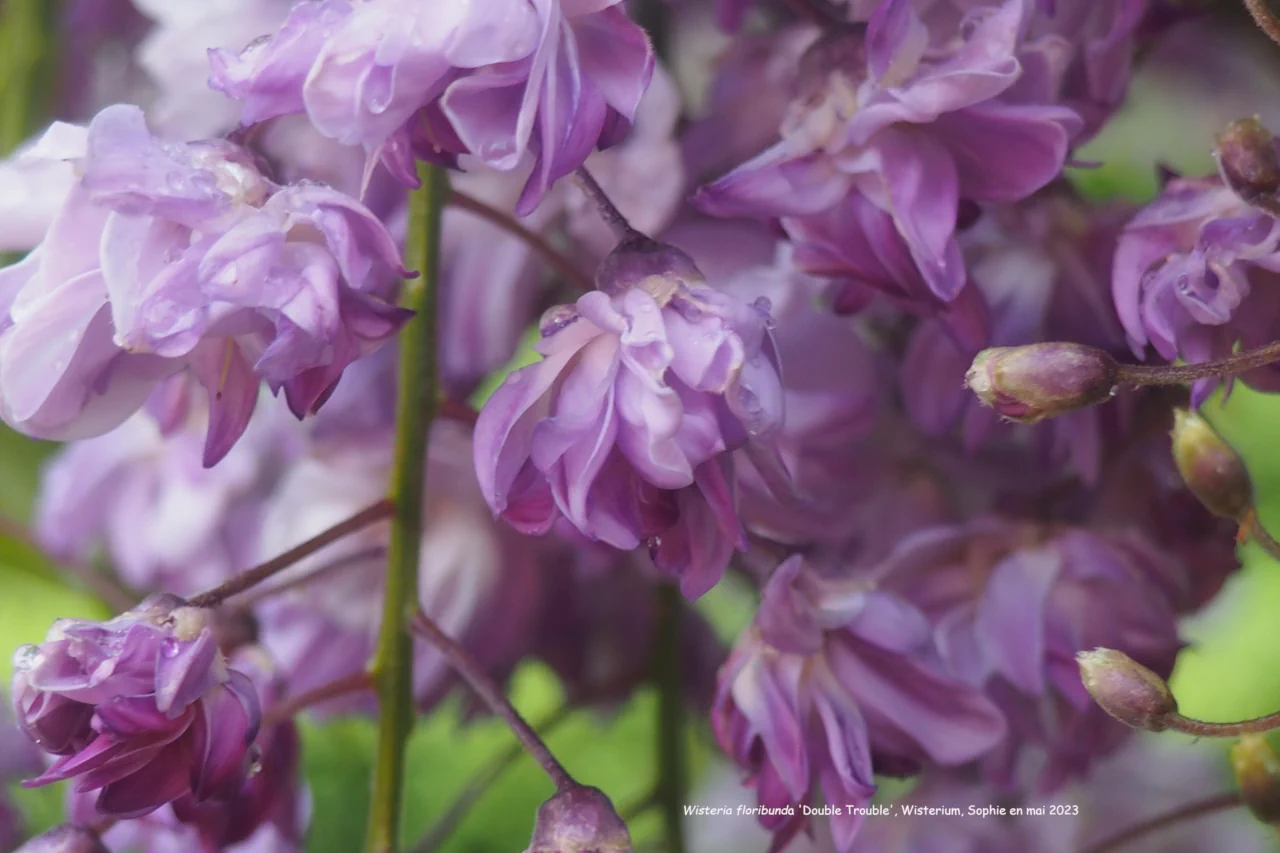 Wisterium floribunda 'Double Trouble'