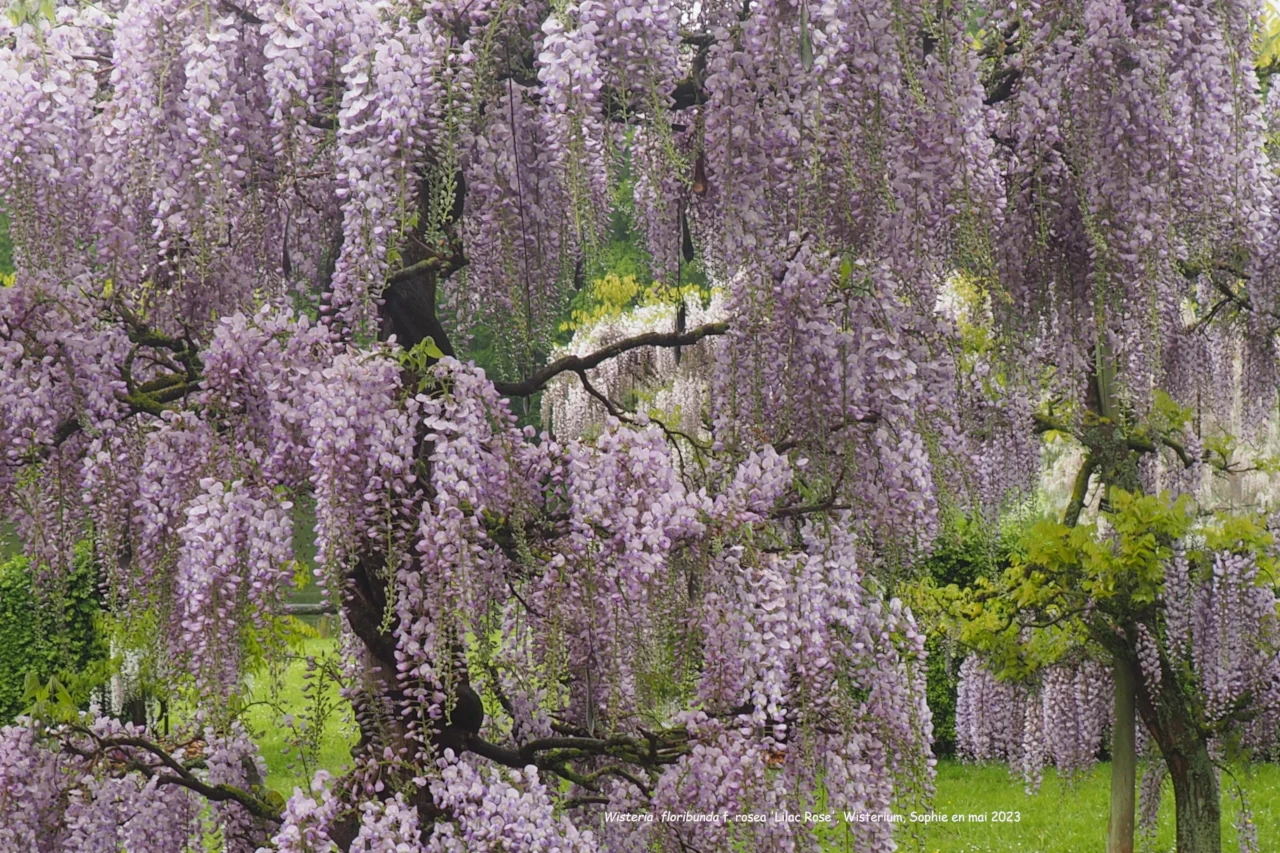Wisteria floribunda 'Lilac Rose'