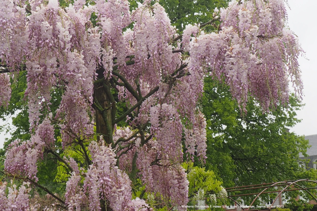 Wisterium floribunda 'Kokuryu'
