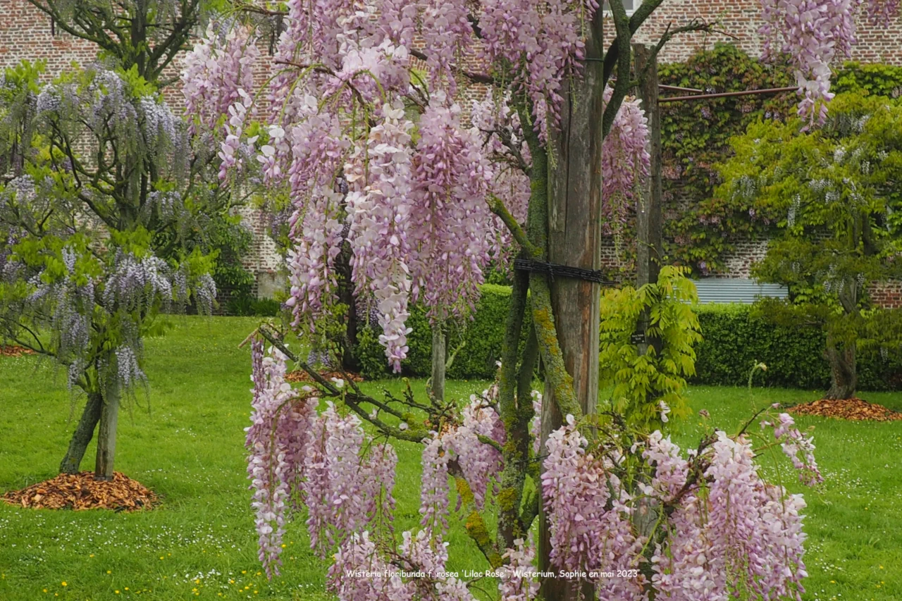 Wisteria floribunda f. rosea 'Lilac Rose'