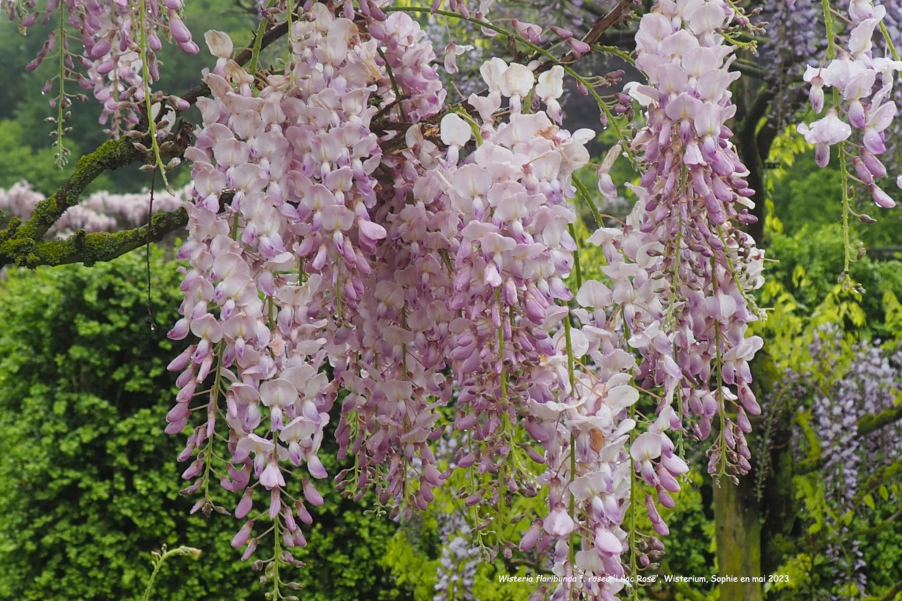 Wisteria floribunda f. rosea 'Lilac Rose'