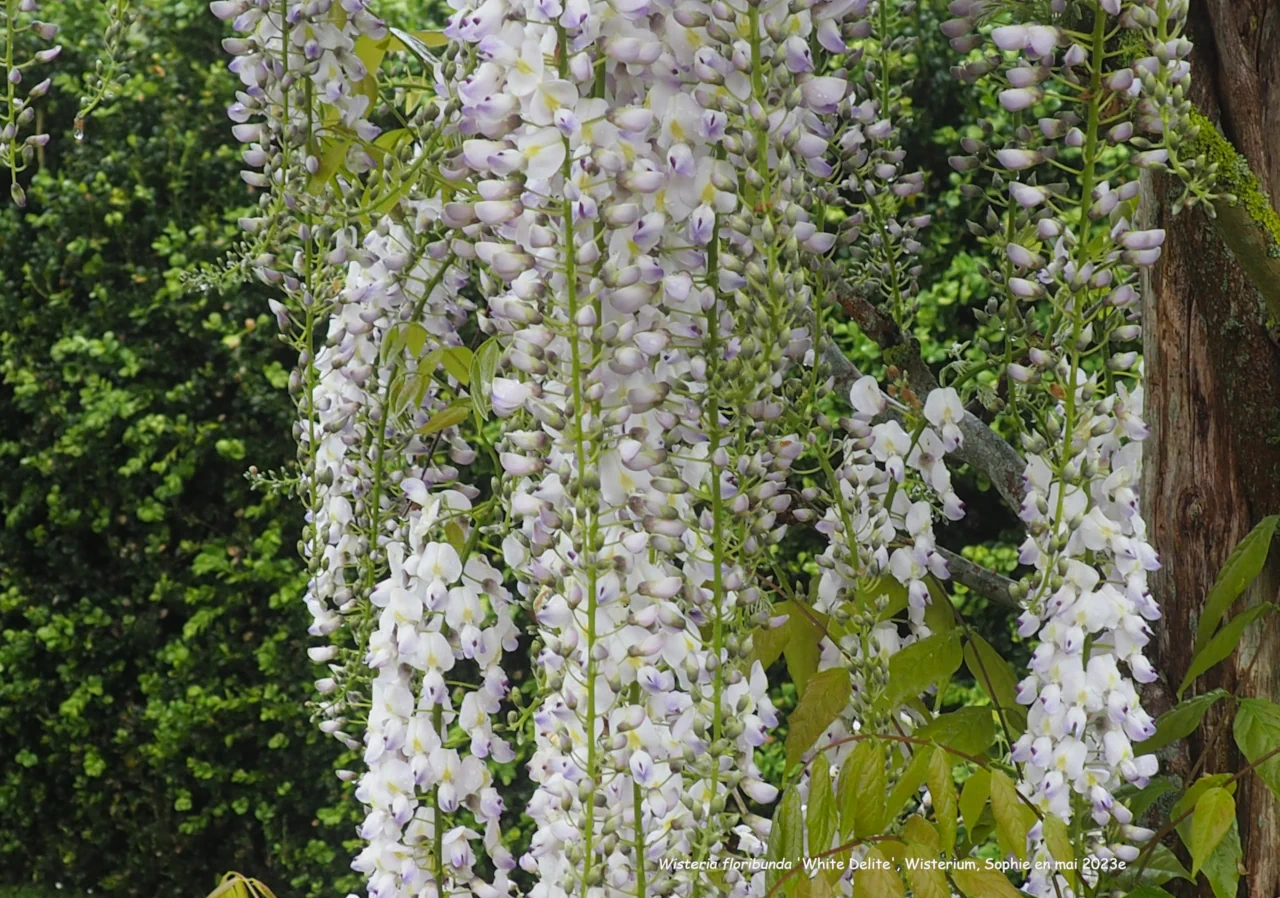 Wisteria floribunda 'White Delite'