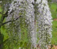 Wisteria floribunda 'White Delite'