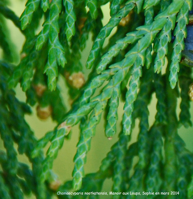 Xanthocyparis nootkatensis