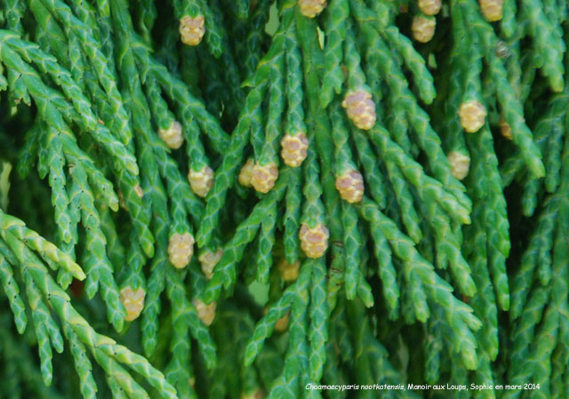 Xanthocyparis nootkatensis