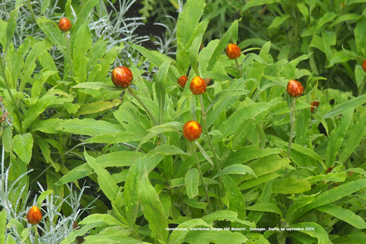 Xerochrysum bracteatum