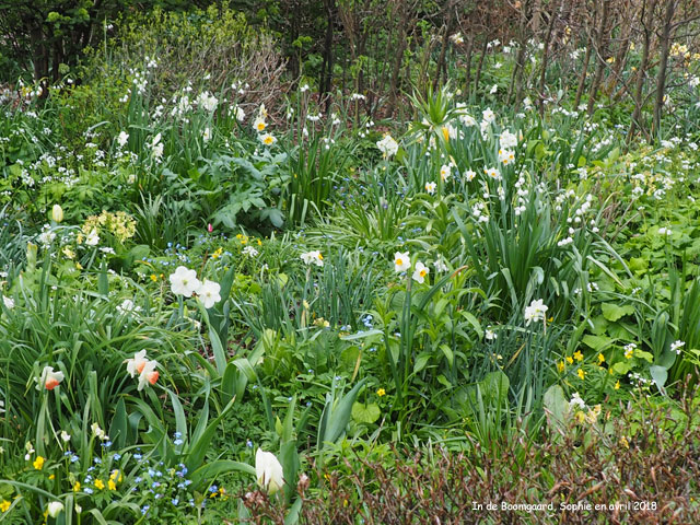 Boomgard: printemps blanc