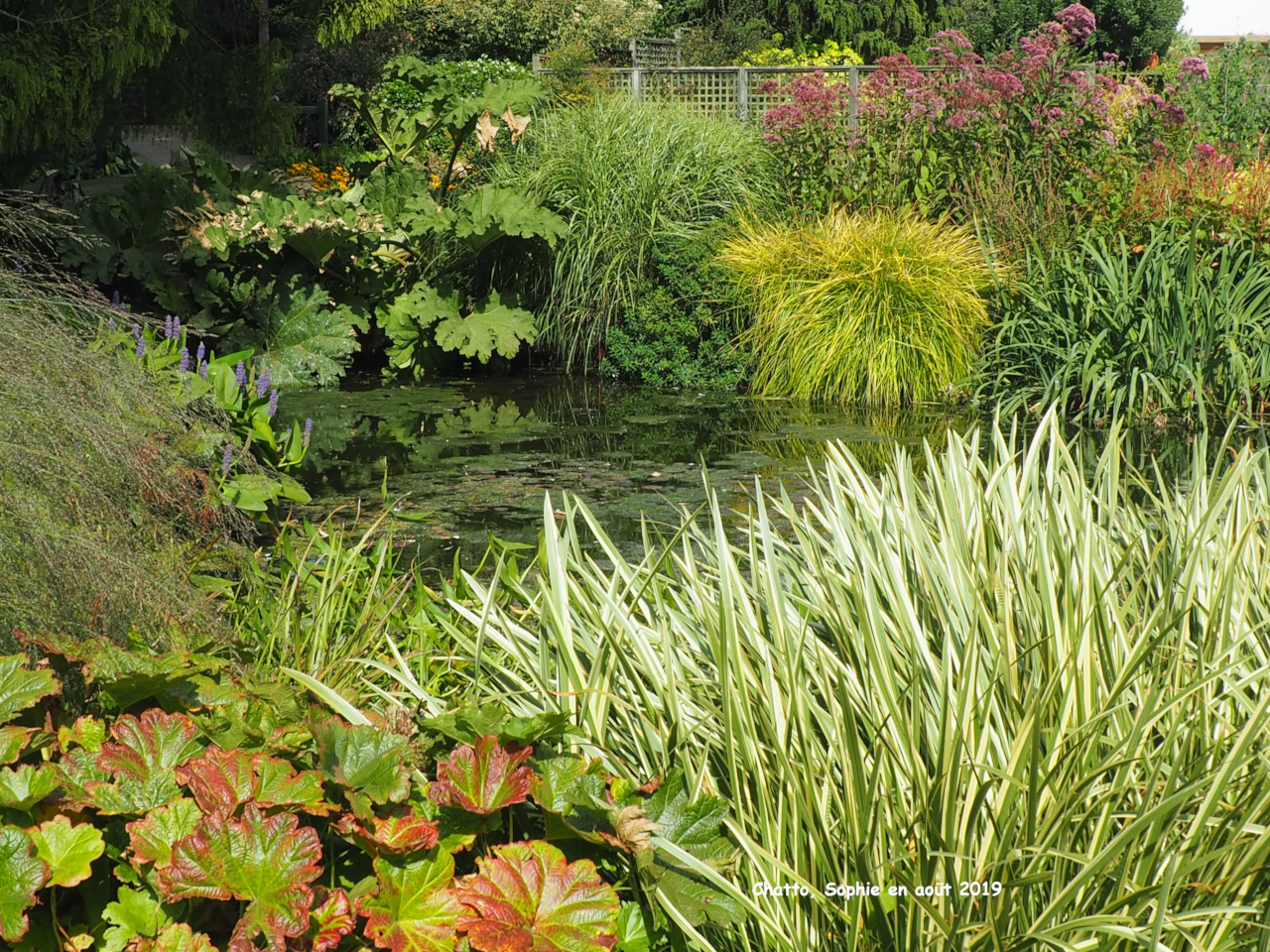 Beth Chatto: les fomes du jardin d'eau