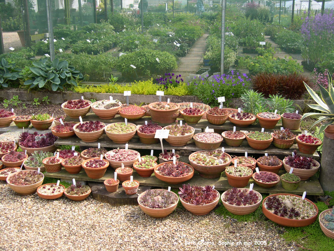 Beth Chatto: collection de sempervivum