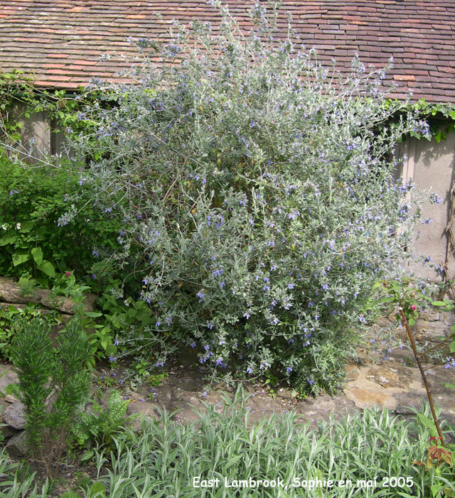 East Lambrook: le jardin gris