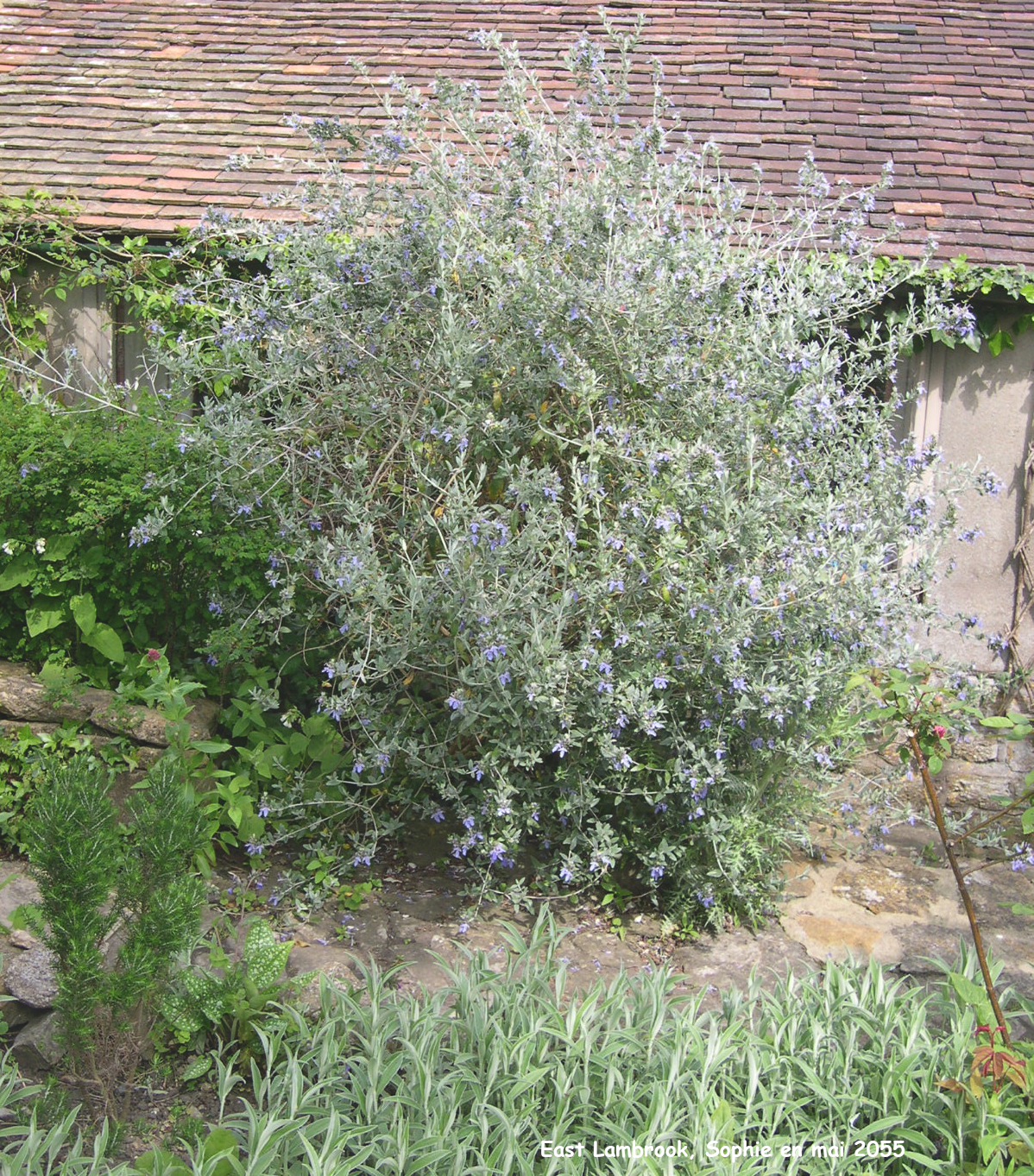 East Lambrook: le jardin gris