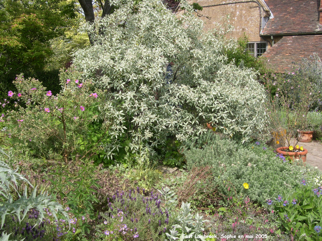 East Lambrook: le jardin gris