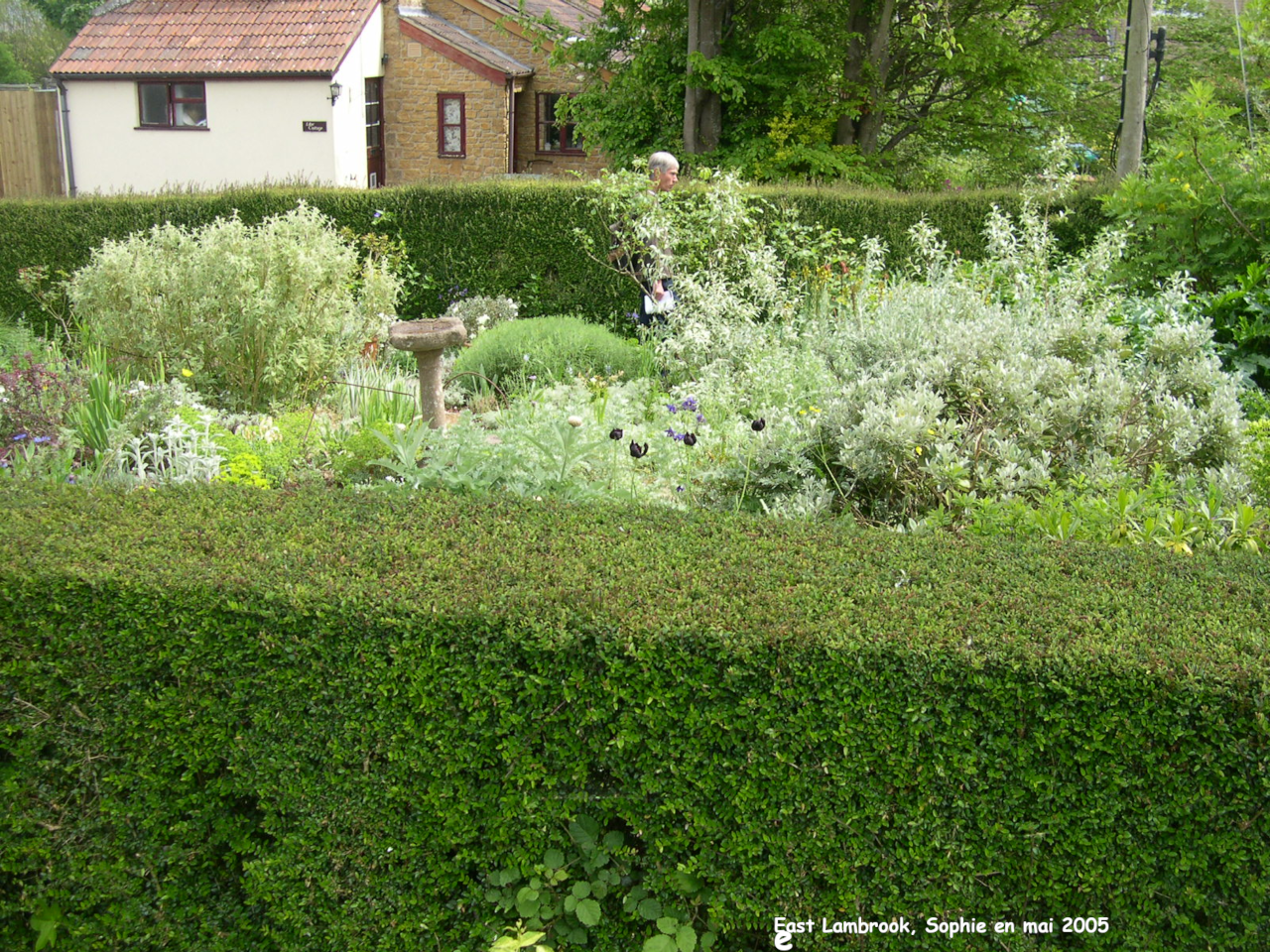 East Lambrook: le jardin gris