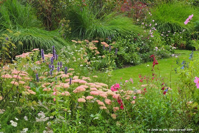 Agastache, Sedum, Penstemon