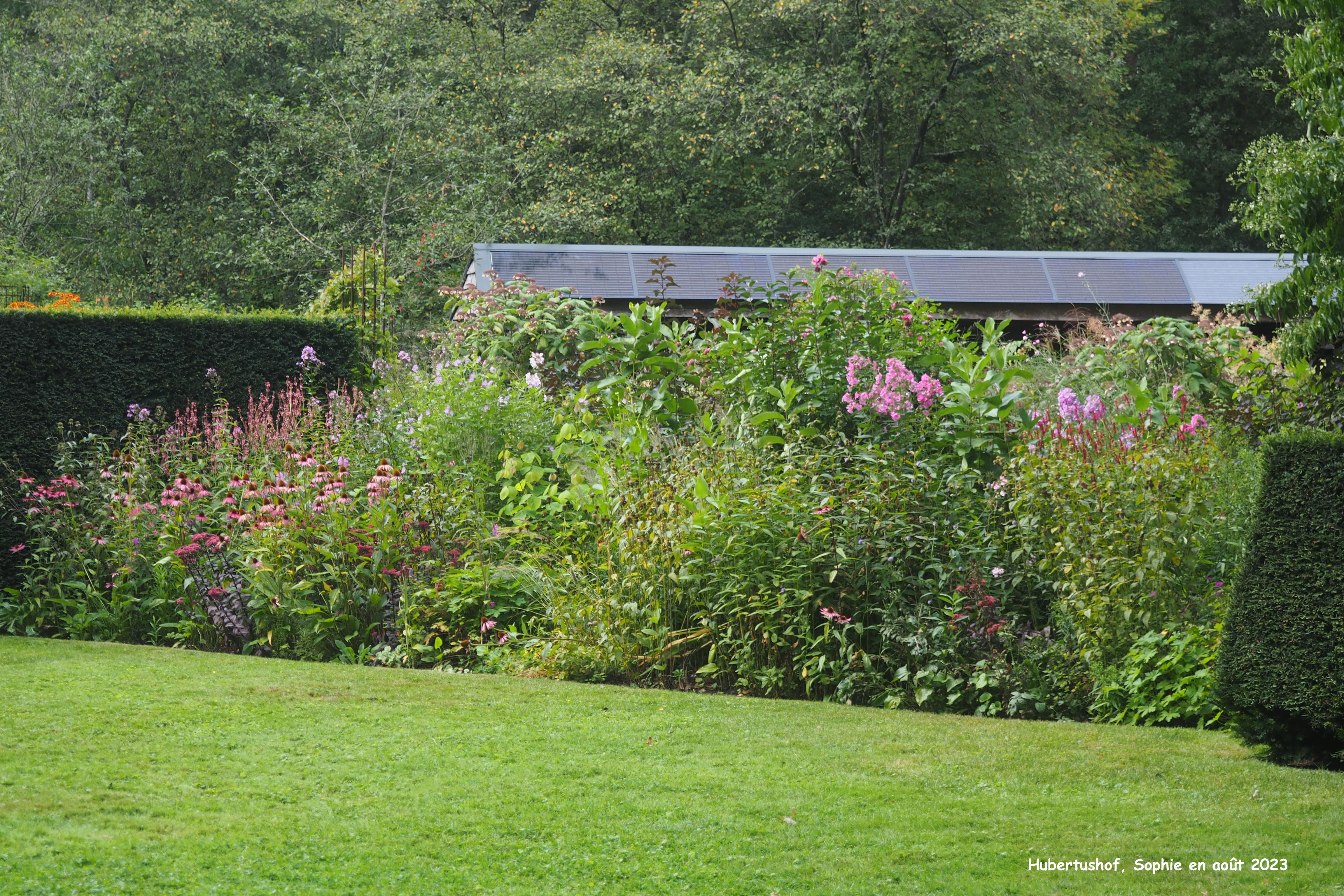 Hubertushof: massif rose