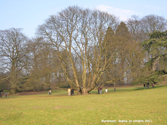Acer pseudoplatanus à Mariemont