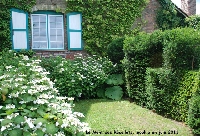 récollets : Hydrangeas blancs