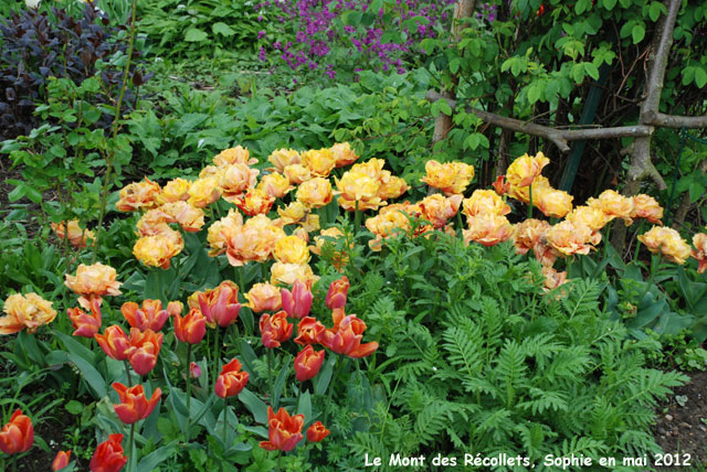 récollets : tulipes