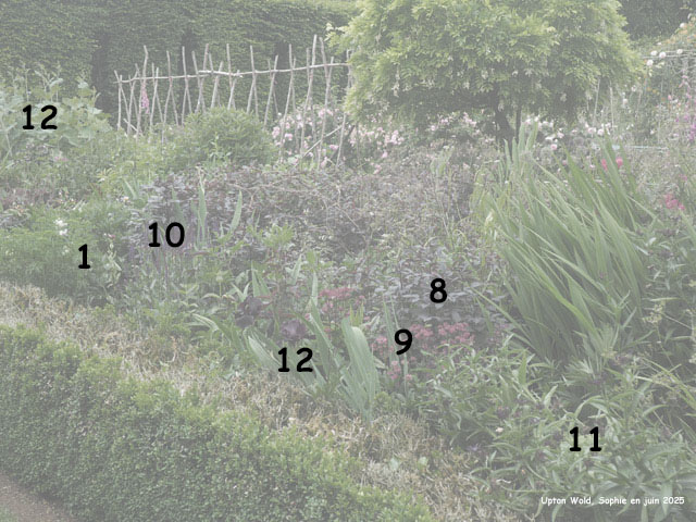 fleurs à couper à Upton Wold