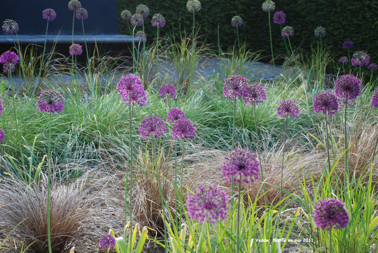 Veddw: new garden