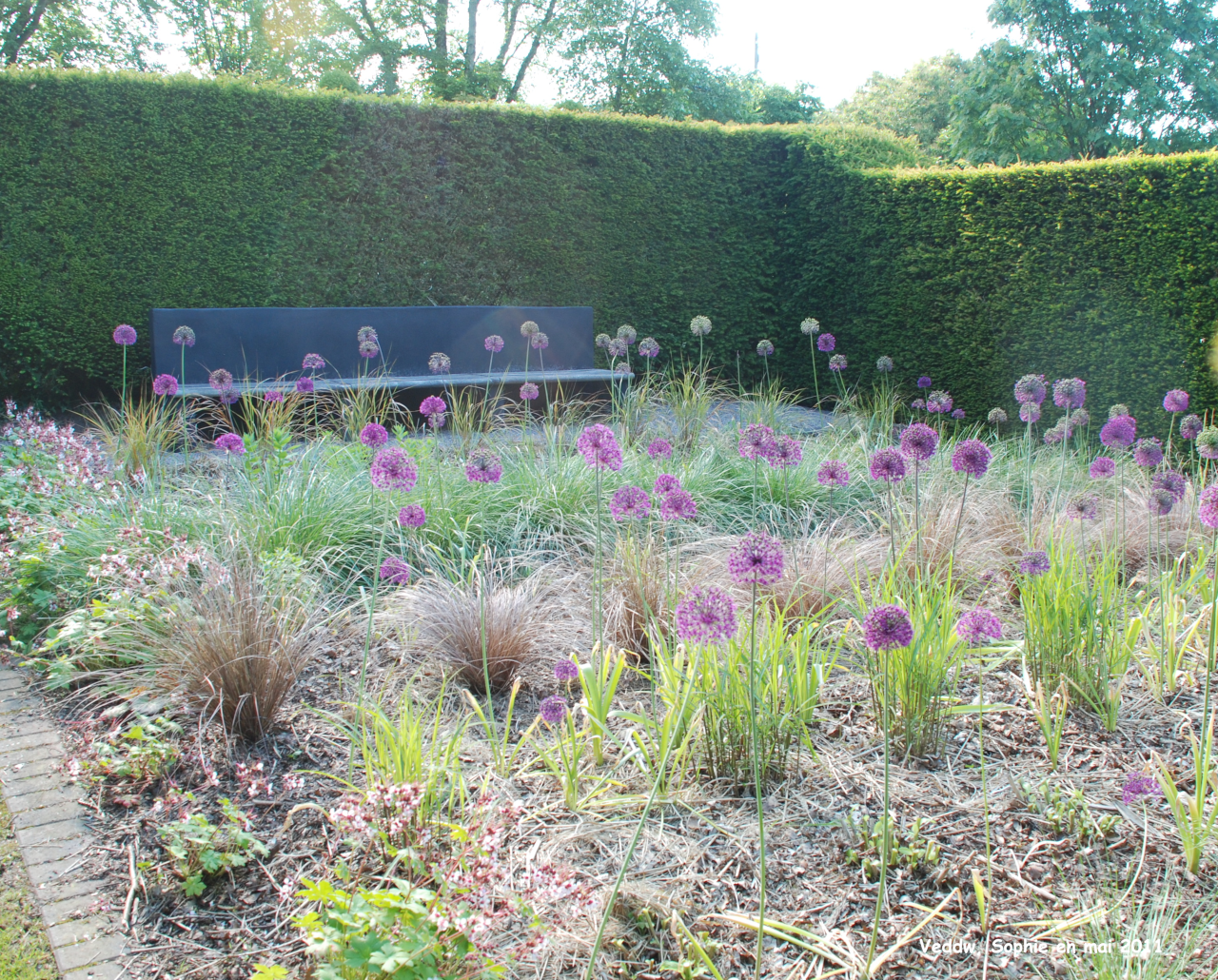 Veddw: Allium