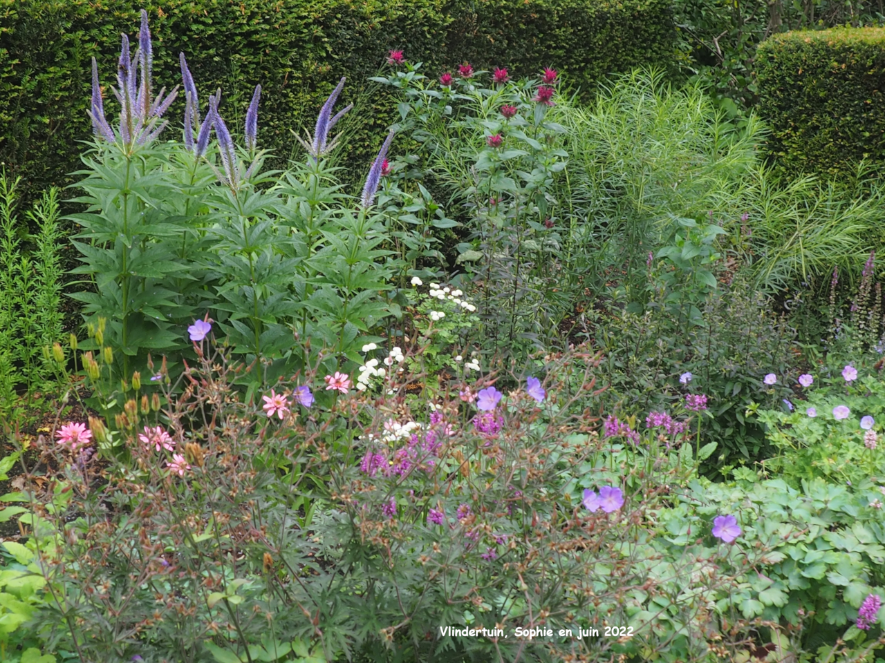 Haies à l'entrée Vlindertuinmassif bleuté à Vlindertuin