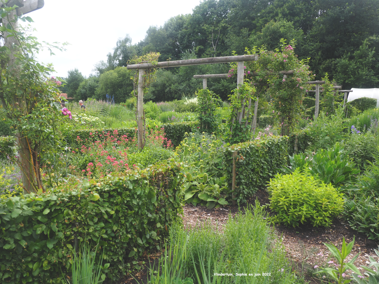 Pergola de roses parmi les pieds-mères