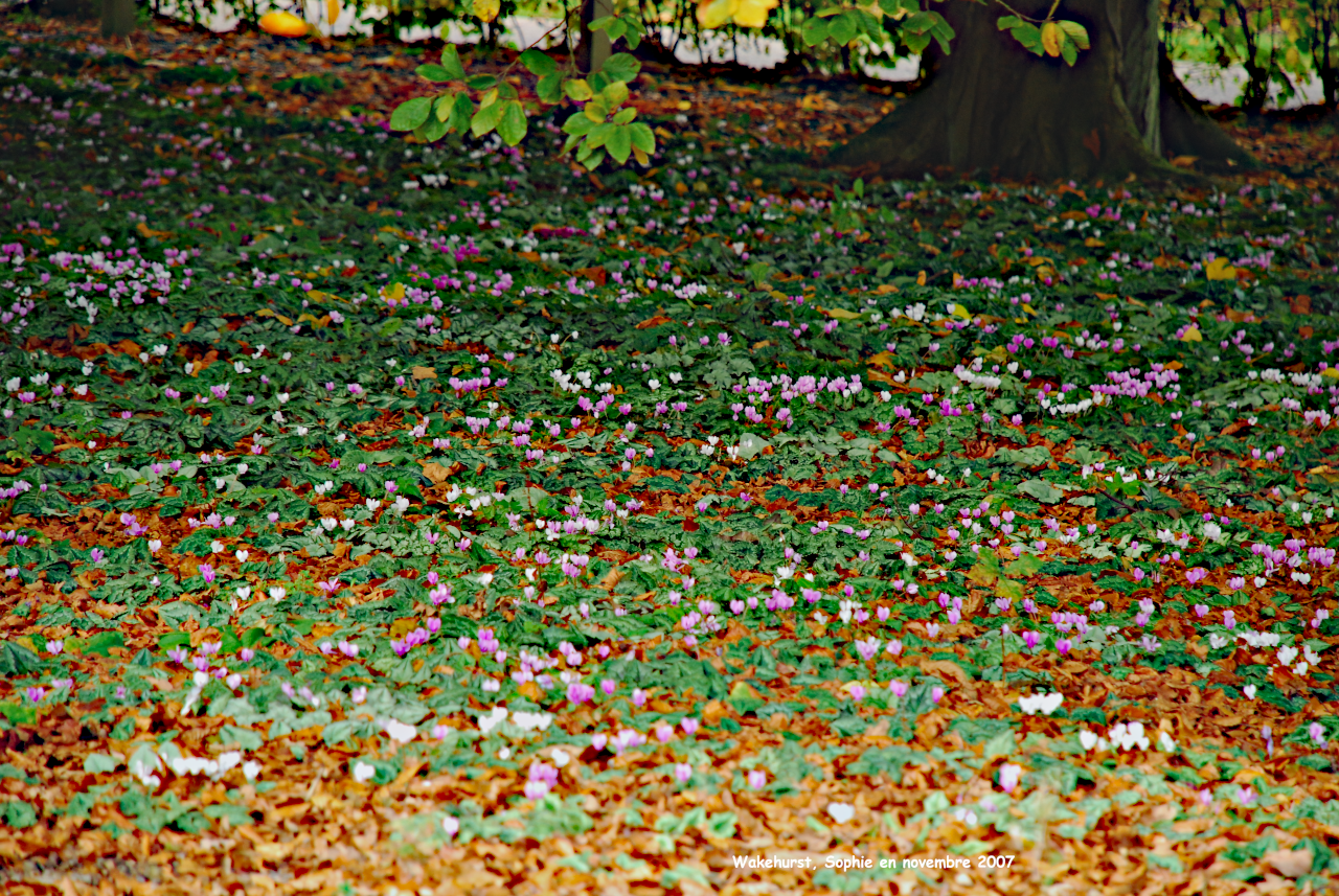 Wakehurst: cyclamens