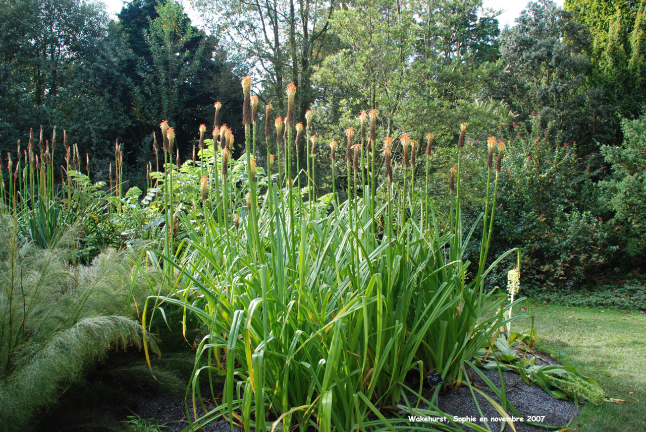 Wakehurst: kniphofia