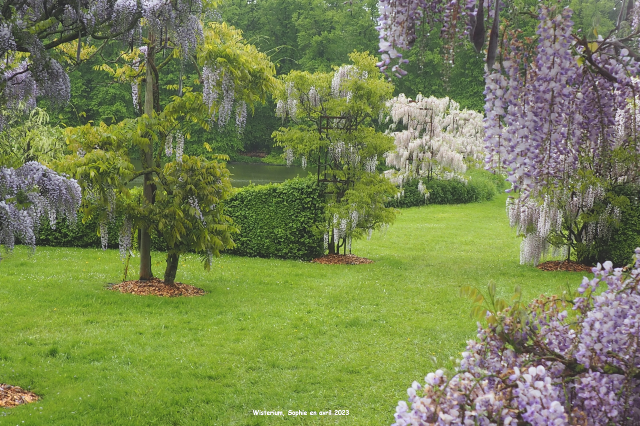 Wisteria brachybotrys 'Laetitia'