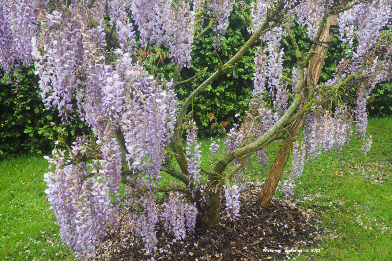 Wisteria sinensis 'Tom'